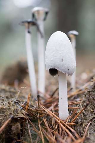 1Coprinus niveus